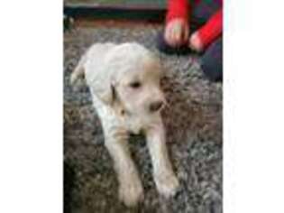 Mutt Puppy for sale in East Longmeadow, MA, USA