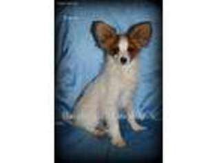 Papillon Puppy for sale in Mora, MN, USA
