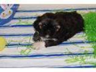 Mutt Puppy for sale in Alexis, NC, USA