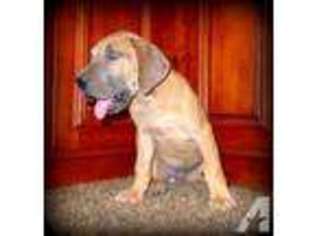 Great Dane Puppy for sale in GLEN ROSE, TX, USA