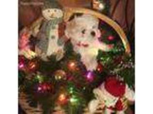 Maltese Puppy for sale in Cedar Hill, TN, USA