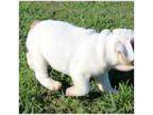 Bulldog Puppy for sale in Herndon, VA, USA
