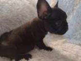French Bulldog Puppy for sale in Fairview, MO, USA