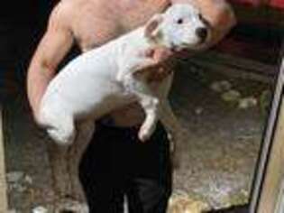 Dogo Argentino Puppy for sale in Ocala, FL, USA