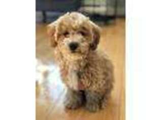 Mutt Puppy for sale in Wellfleet, MA, USA