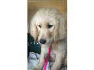 Labradoodle Puppy for sale in Texline, TX, USA