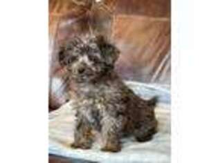 Mutt Puppy for sale in Mapleton, UT, USA