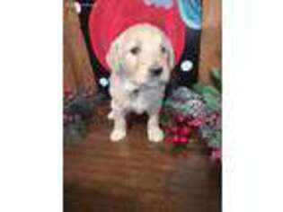 Goldendoodle Puppy for sale in Mountain Grove, MO, USA