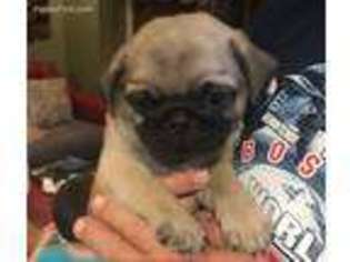 Pug Puppy for sale in Providence, RI, USA