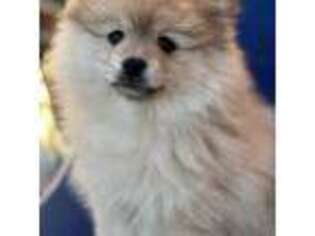 Pomeranian Puppy for sale in Oxford, NC, USA