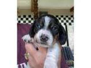 Dachshund Puppy for sale in Weatherford, TX, USA