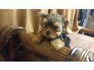 Yorkshire Terrier Puppy for sale in DEL VALLE, TX, USA