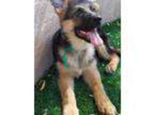 German Shepherd Dog Puppy for sale in Henderson, NV, USA