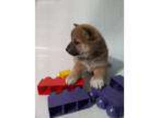 Shiba Inu Puppy for sale in Goshen, IN, USA