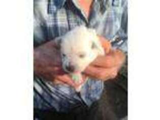 West Highland White Terrier Puppy for sale in Subiaco, AR, USA