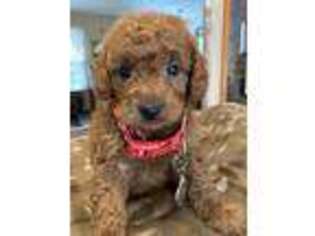 Goldendoodle Puppy for sale in Pinckneyville, IL, USA