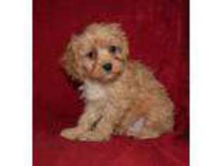 Cavapoo Puppy for sale in Fort Scott, KS, USA