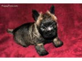 Cairn Terrier Puppy for sale in Medina, OH, USA