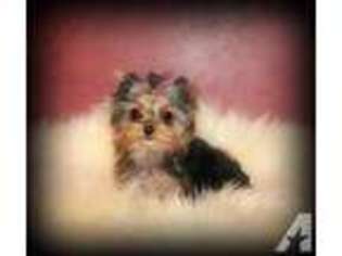 Yorkshire Terrier Puppy for sale in Saratoga Springs, UT, USA