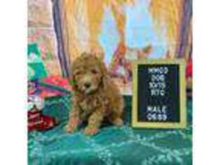Goldendoodle Puppy for sale in Bells, TX, USA