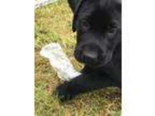 Labrador Retriever Puppy for sale in Muscoda, WI, USA