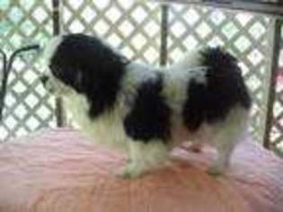 Tibetan Spaniel Puppy for sale in Albany, GA, USA
