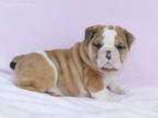 Miniature Bulldog Puppy for sale in Millersburg, OH, USA