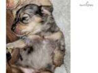 Dachshund Puppy for sale in Lansing, MI, USA