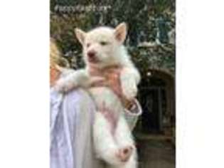 Siberian Husky Puppy for sale in Houston, TX, USA