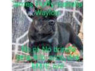 French Bulldog Puppy for sale in Anderson, CA, USA