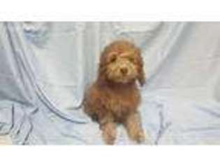 Mutt Puppy for sale in Natchez, MS, USA