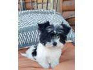Coton de Tulear Puppy for sale in Mayflower, AR, USA