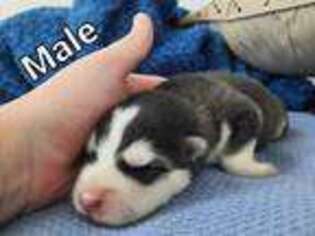 Alaskan Malamute Puppy for sale in Hartsel, CO, USA