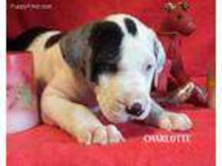 Great Dane Puppy for sale in Spraggs, PA, USA