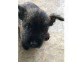 Norwich Terrier Puppy for sale in Pinetta, FL, USA