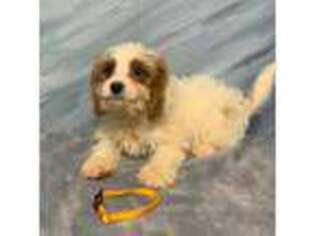 Cavapoo Puppy for sale in Schriever, LA, USA