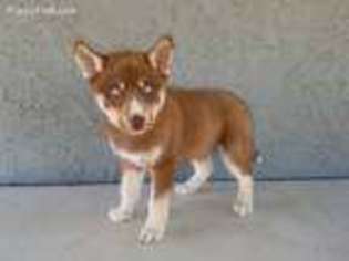 Siberian Husky Puppy for sale in Mira Loma, CA, USA
