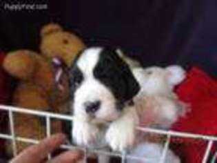 English Springer Spaniel Puppy for sale in Tillamook, OR, USA