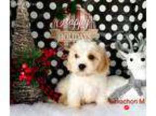 Cavachon Puppy for sale in Lapeer, MI, USA