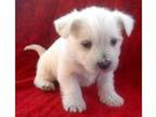 West Highland White Terrier Puppy for sale in Orem, UT, USA