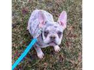 French Bulldog Puppy for sale in Galion, OH, USA