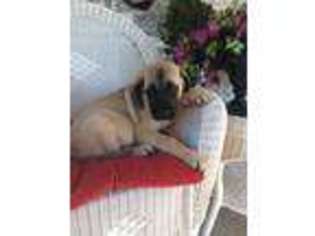 Mastiff Puppy for sale in Sherman, TX, USA