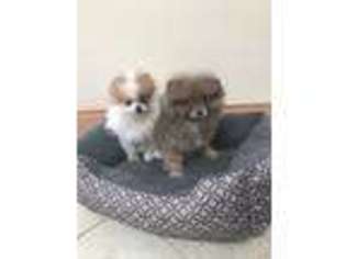 Pomeranian Puppy for sale in Glendale Heights, IL, USA