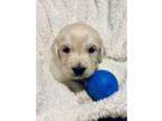 Golden Retriever Puppy for sale in Kankakee, IL, USA