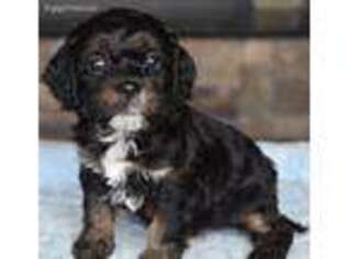 Cavapoo Puppy for sale in Brighton, IL, USA