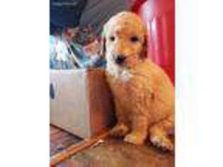 Goldendoodle Puppy for sale in Adrian, MI, USA