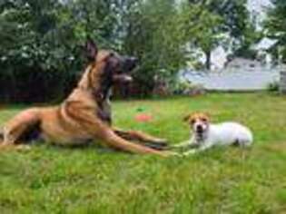 Belgian Malinois Puppy for sale in North Providence, RI, USA