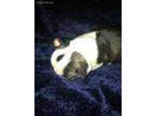 Boston Terrier Puppy for sale in Jackson, NJ, USA