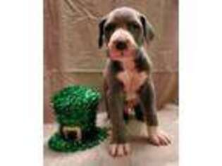 Great Dane Puppy for sale in Williamston, SC, USA