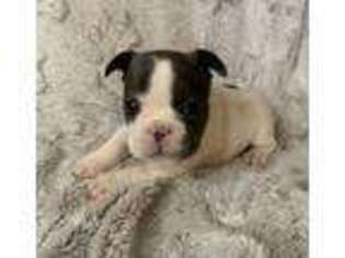 French Bulldog Puppy for sale in Bardstown, KY, USA